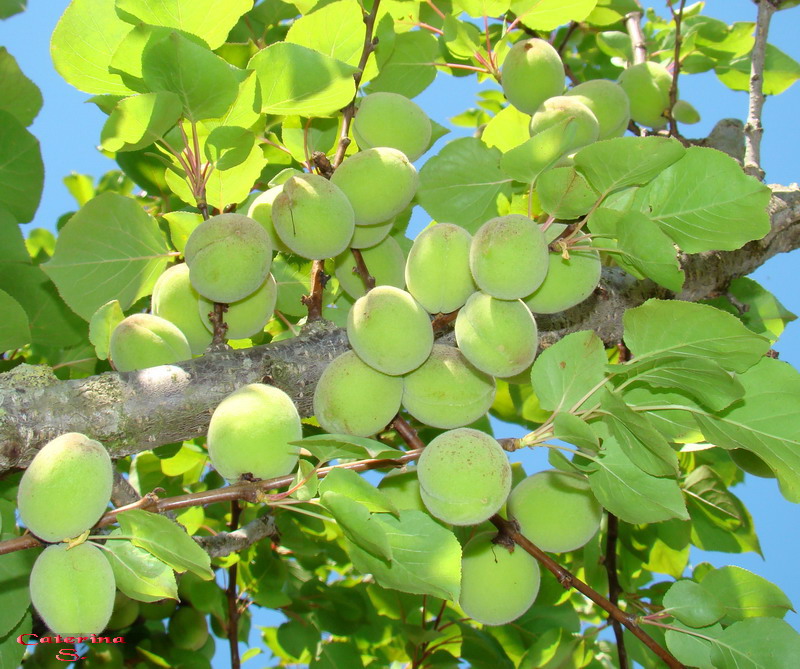 Sviluppo vegetale dell'' albicocco Prunus armeniaca